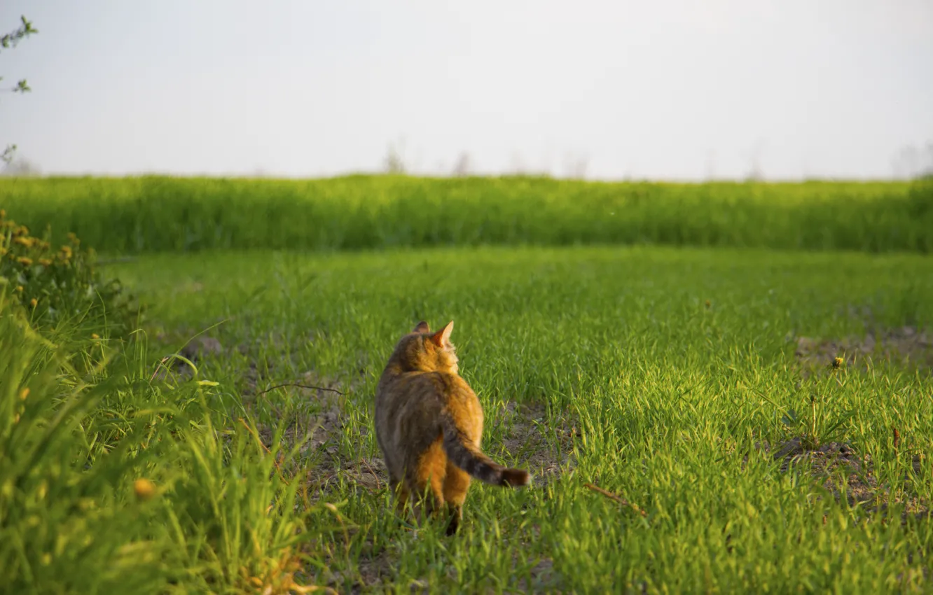 Photo wallpaper grass, cat, walks by himself