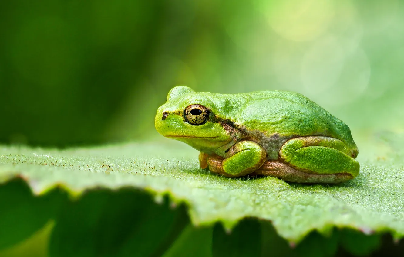 Photo wallpaper green, leaf, frog, green background, bokeh