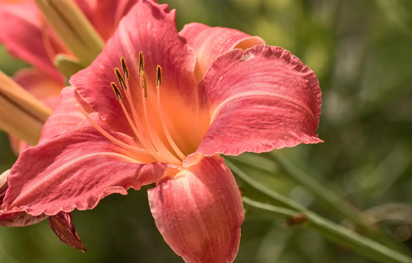 Photo wallpaper macro, nature, petals, daylilies