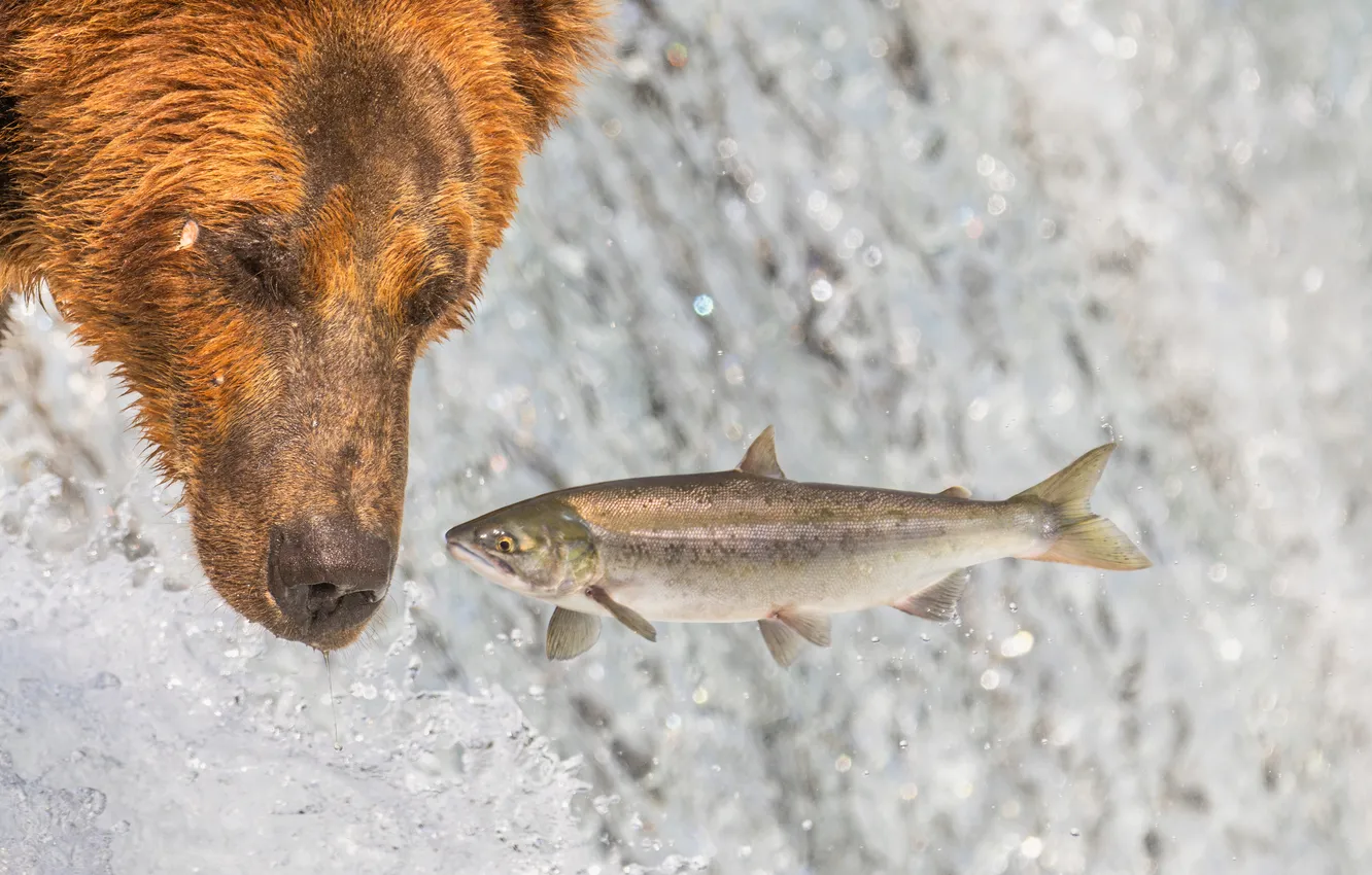 Photo wallpaper water, waterfall, fish, bear, different together, trout