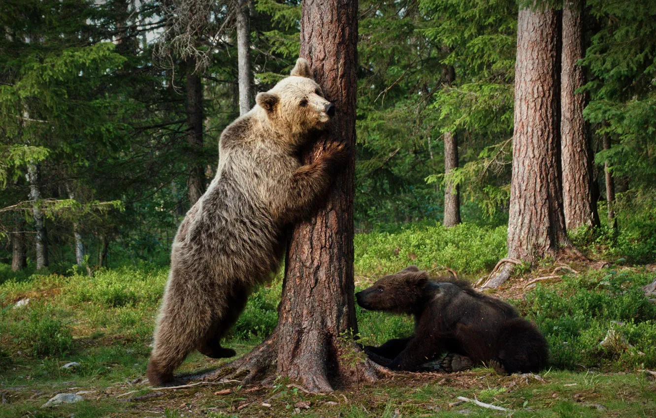 Photo wallpaper forest, pose, tree, bears, pair, bear, a couple, stand