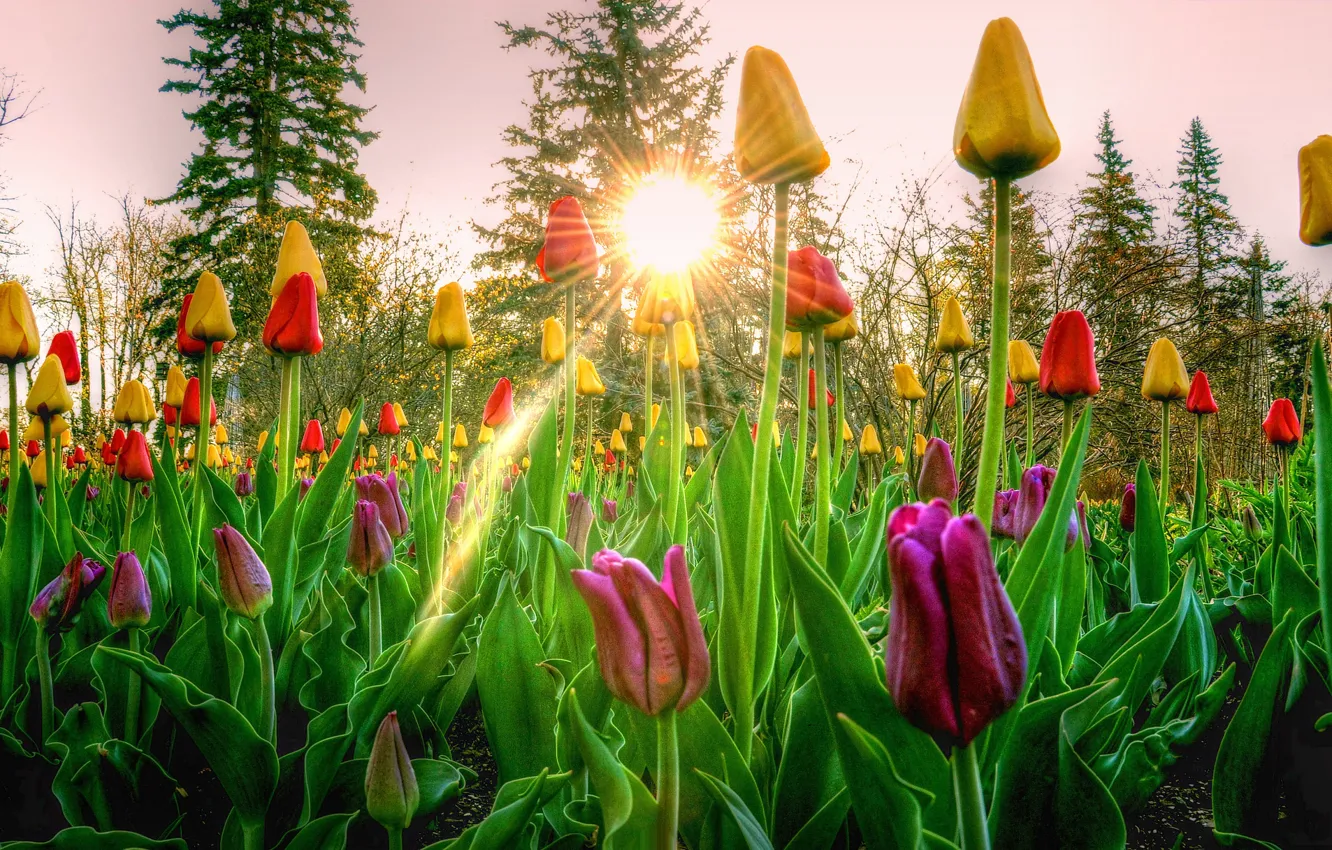 Photo wallpaper the sky, the sun, rays, trees, sunset, flowers, tulips