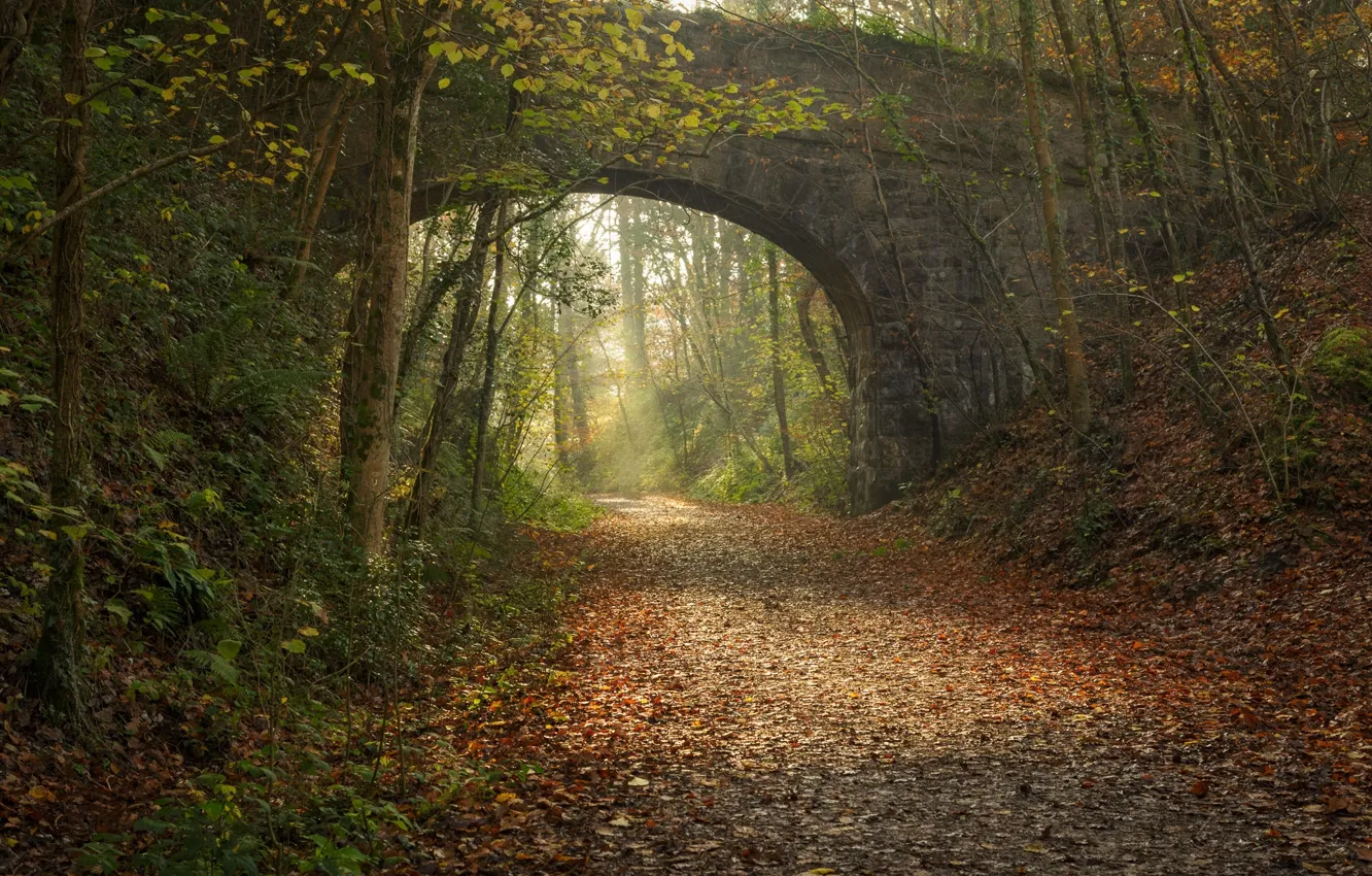 Photo wallpaper road, autumn, Park, arch, railway bridge