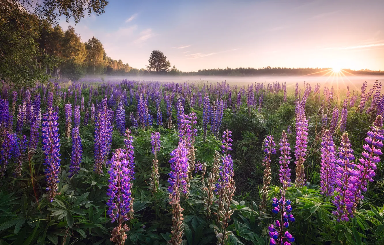 Photo wallpaper field, forest, the sun, rays, light, flowers, fog, dawn