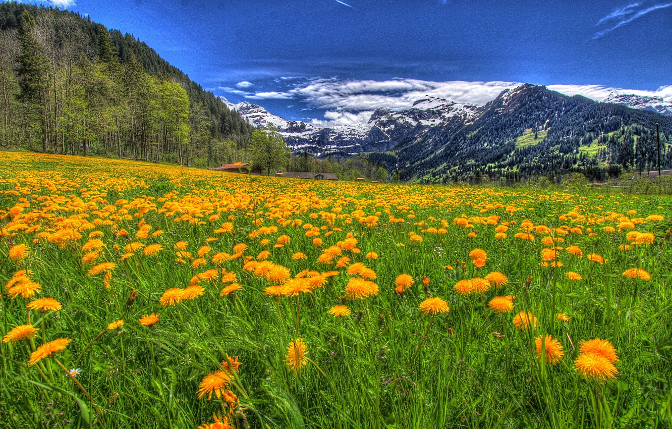 Photo wallpaper the sky, grass, clouds, snow, trees, landscape, flowers, mountains