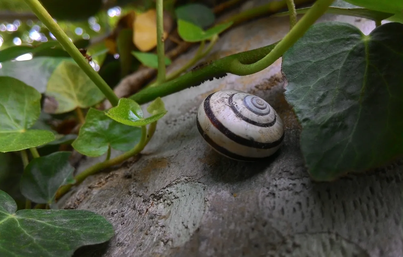 Photo wallpaper leaves, nature, snail, nature, photo, wallpapers, asus, Zenfone 5