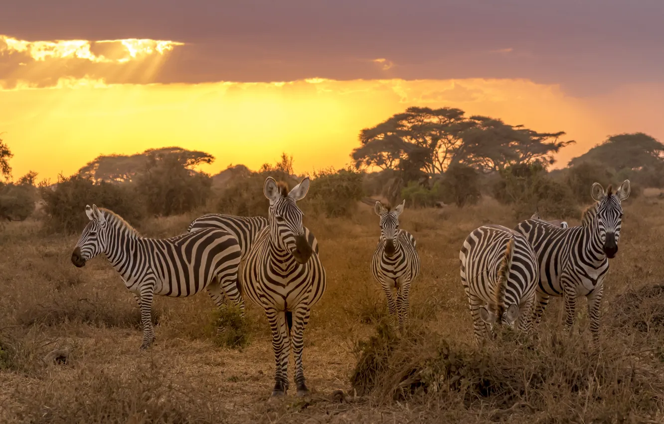 Photo wallpaper the sky, sunset, Zebra, Savannah, the herd
