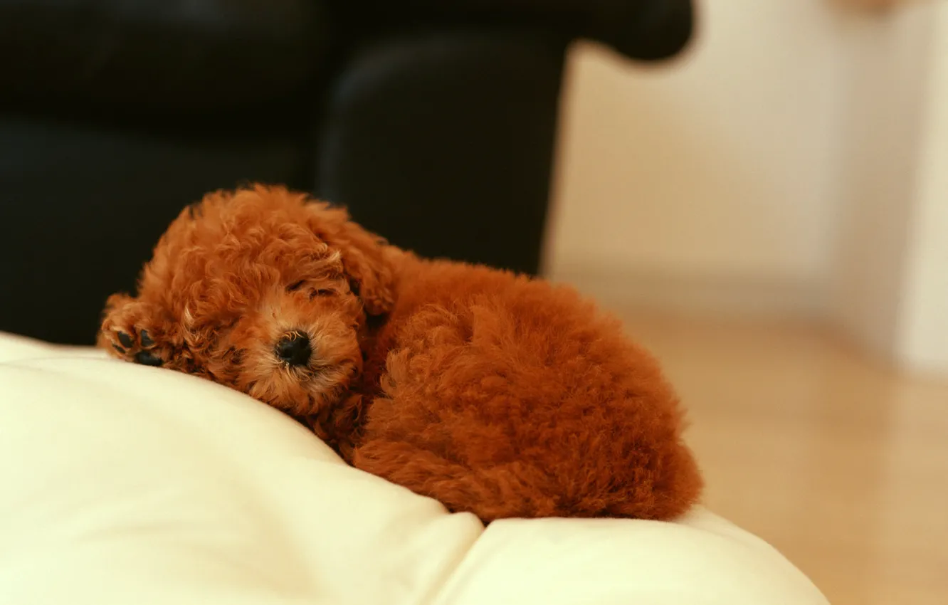 Photo wallpaper dog, sleeping, puppy curly