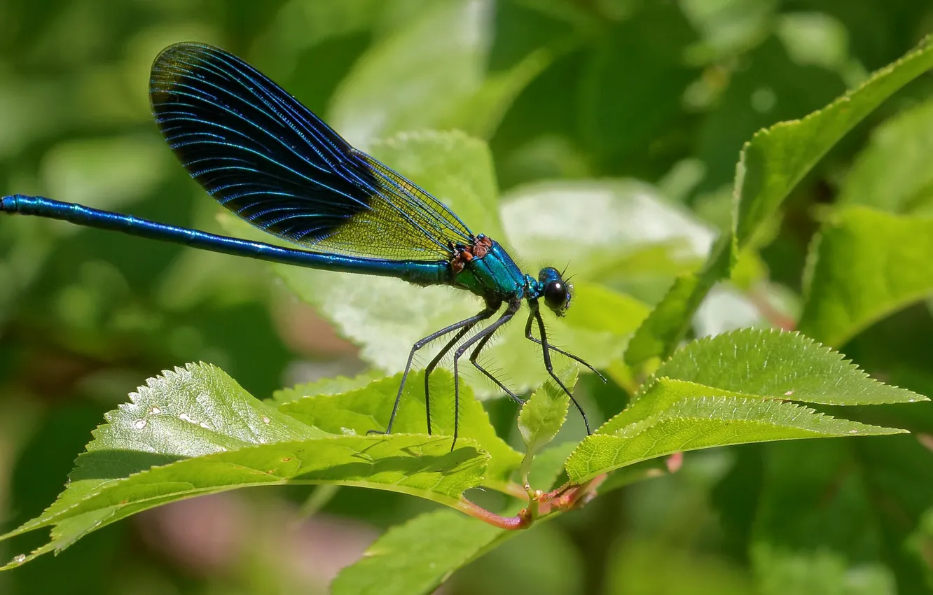 Photo wallpaper leaves, dragonfly, bokeh