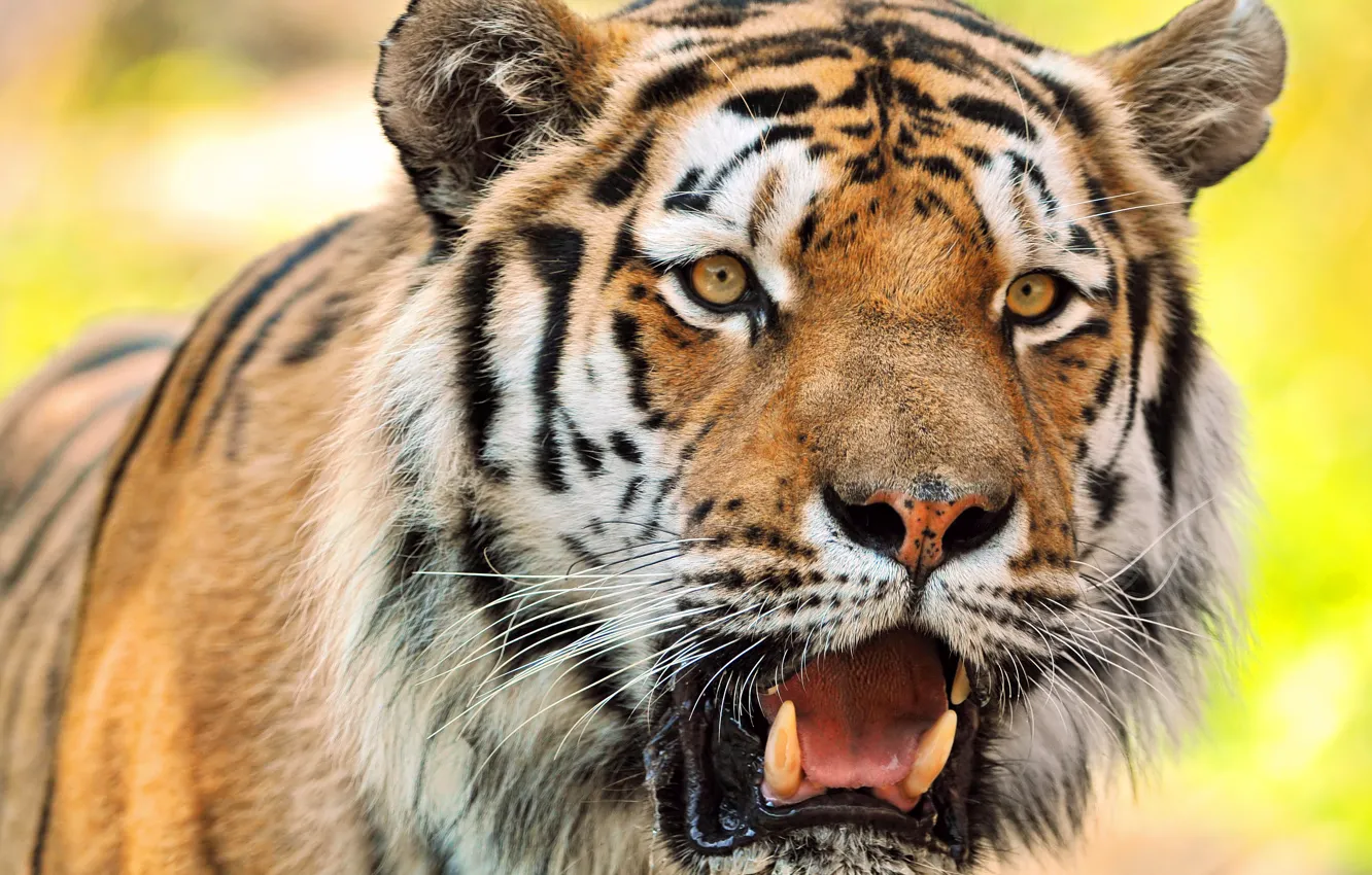 Photo wallpaper cat, look, macro, tiger, background, animal, predator
