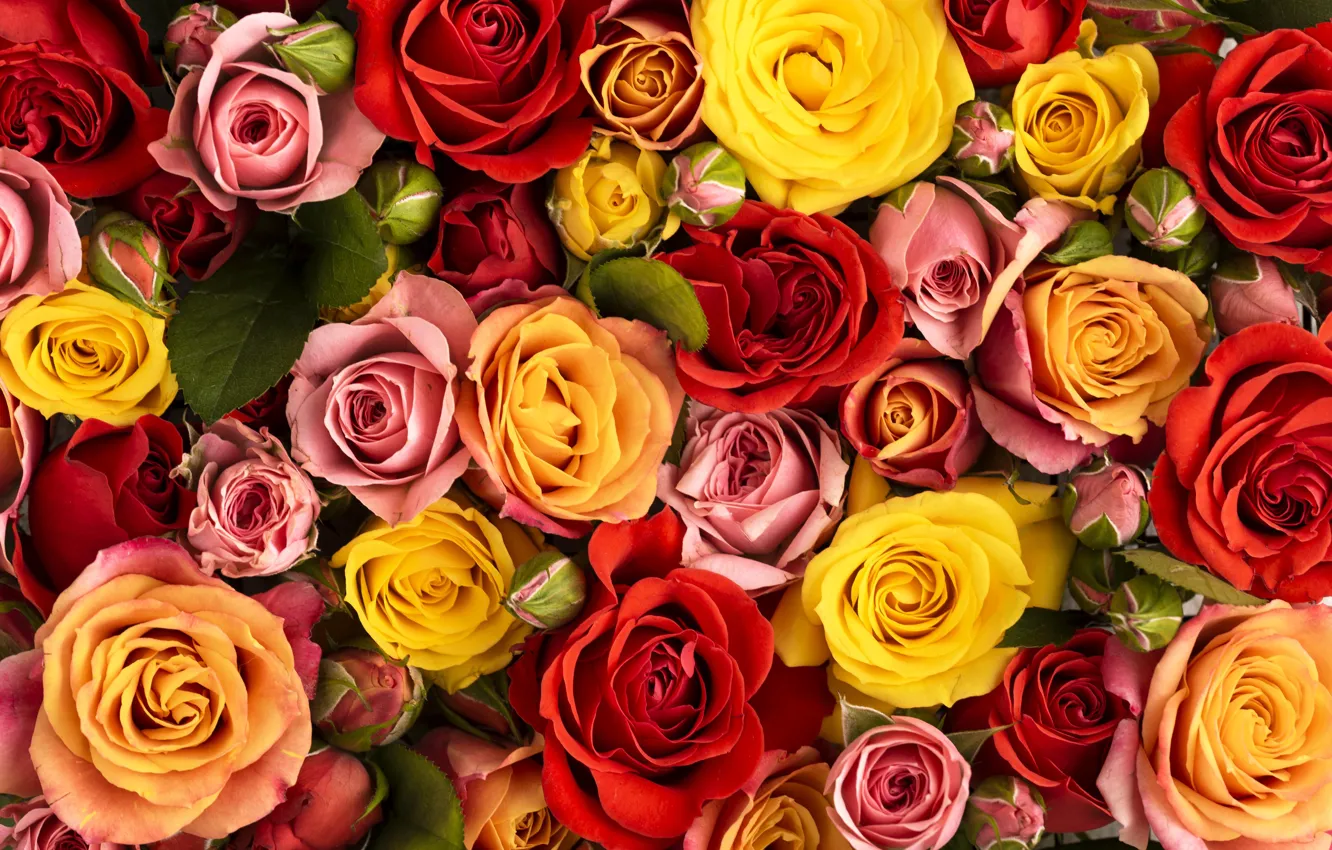 Photo wallpaper flowers, roses, bouquet