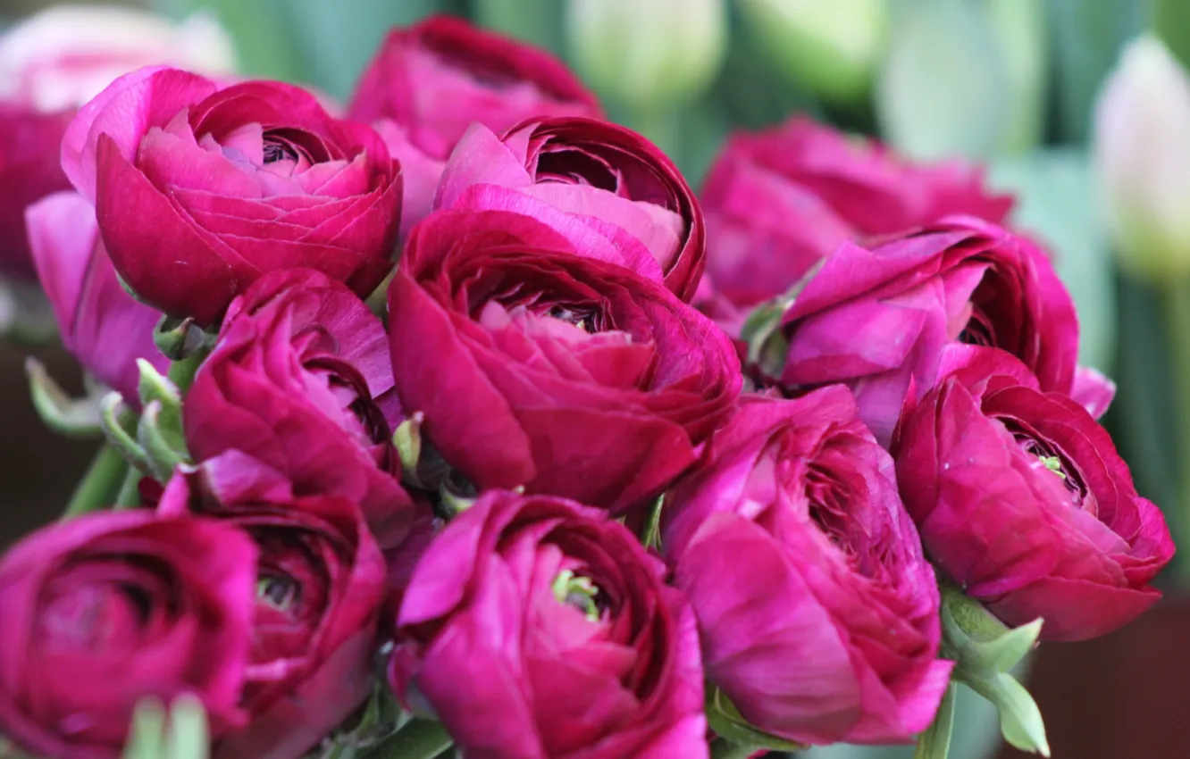 Photo wallpaper flowers, bright, bouquet, pink, buds, bokeh, Ranunculus