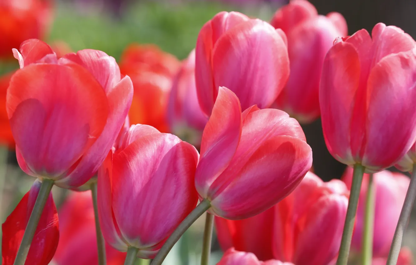 Photo wallpaper macro, flowers, spring, tulips, pink, flowerbed, a lot