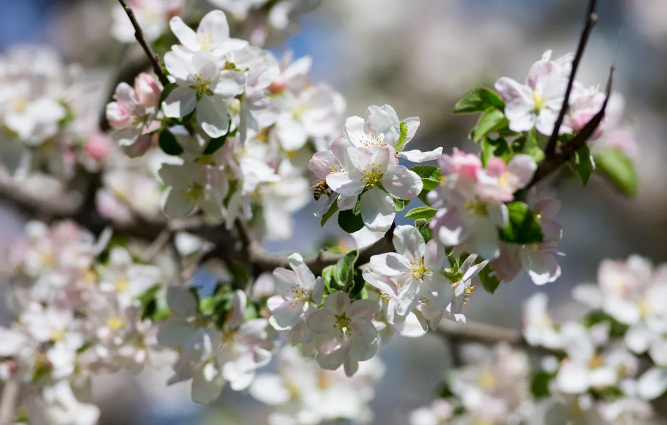 Photo wallpaper flowers, bee, spring, white, bokeh, Apple blossoms