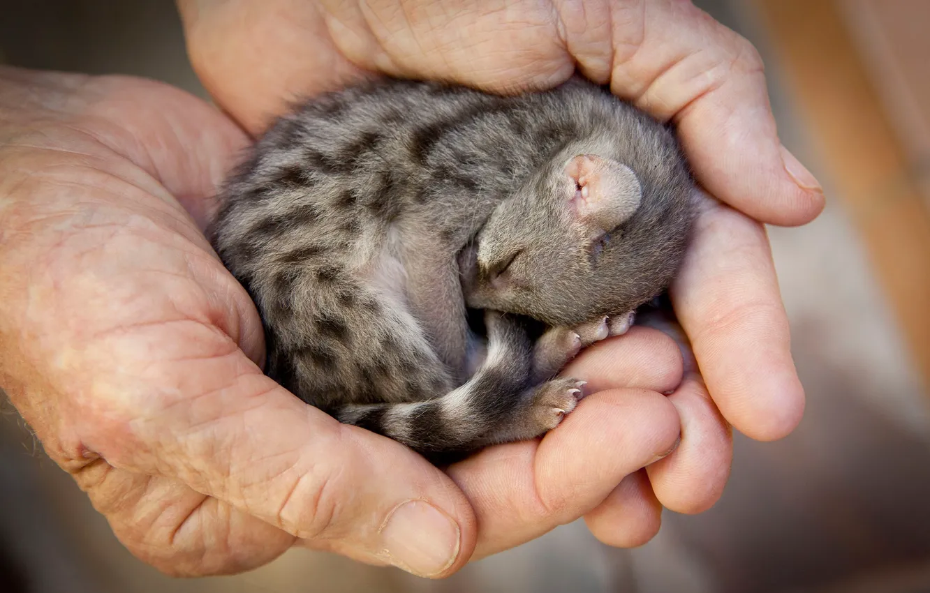 Photo wallpaper look, hands, baby, predatory, Chord, mammal, Genet, viverrids