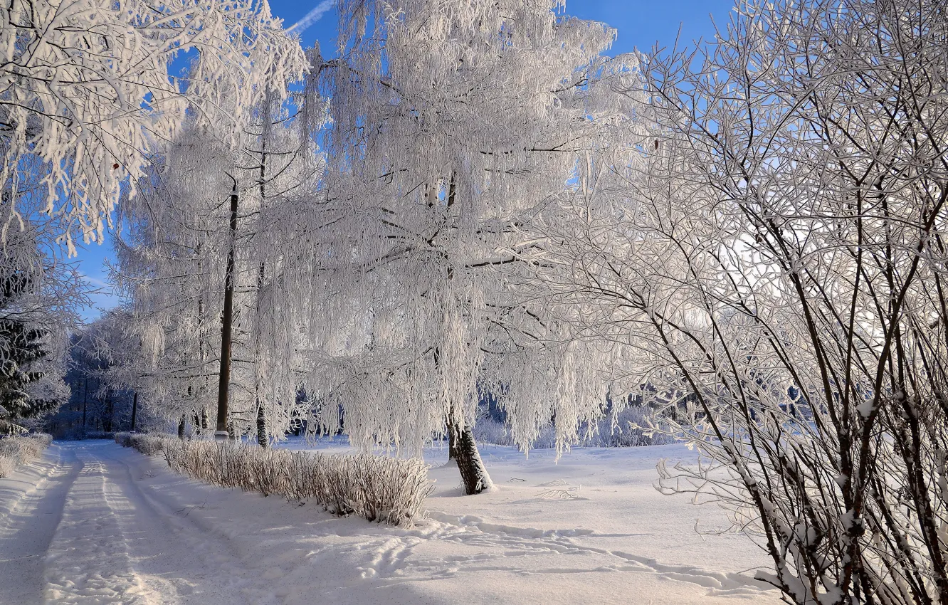 Photo wallpaper winter, frost, road, forest, light, snow, trees, branches