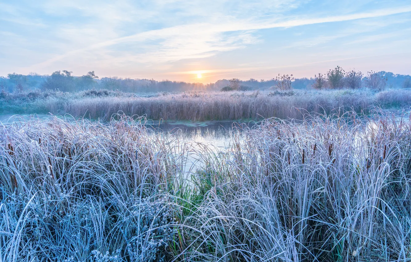 Photo wallpaper winter, frost, grass, snow, nature, thickets, pond