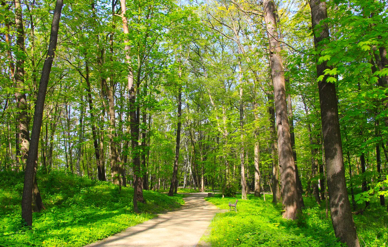 Photo wallpaper forest, park, spring, alley