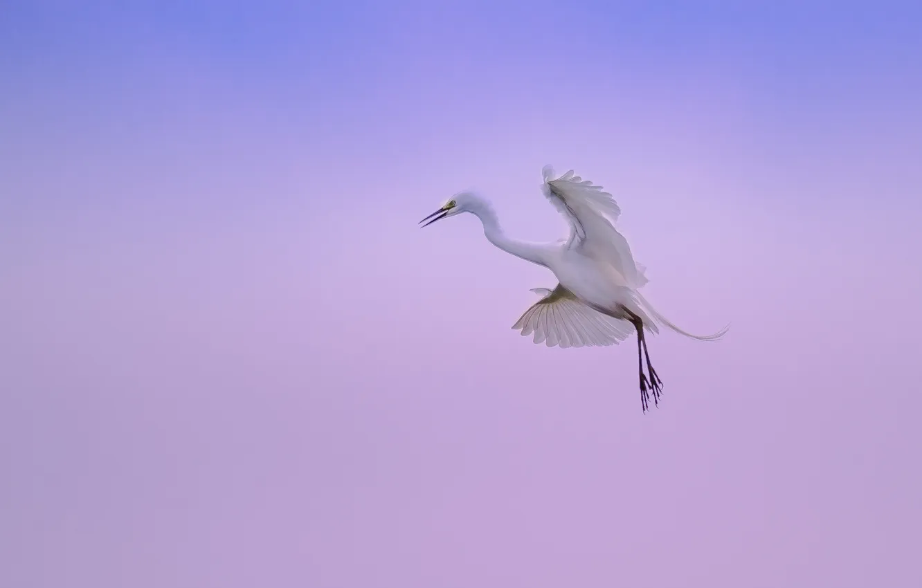Photo wallpaper the sky, flight, wings, paws, Heron, wildlife