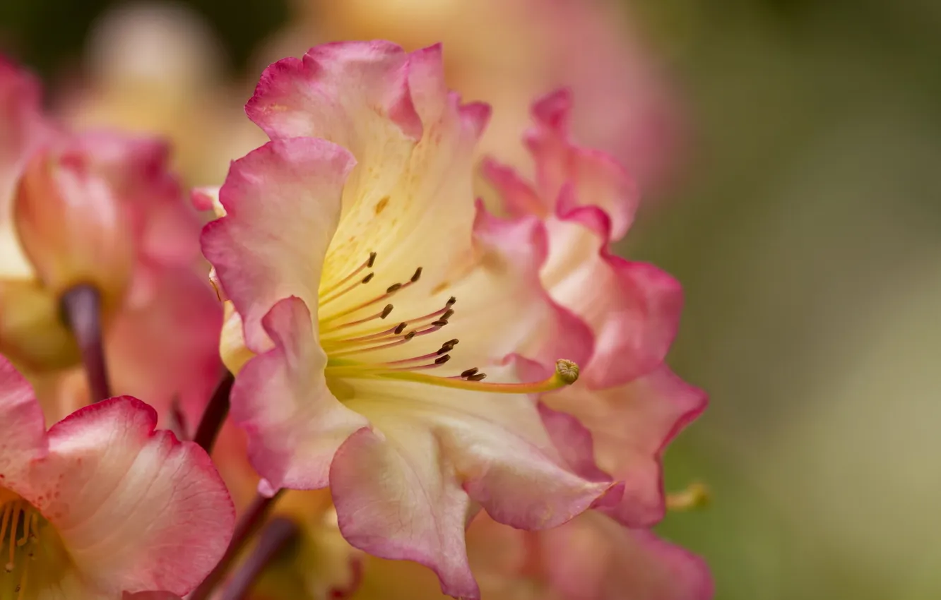 Photo wallpaper macro, flowers, nature