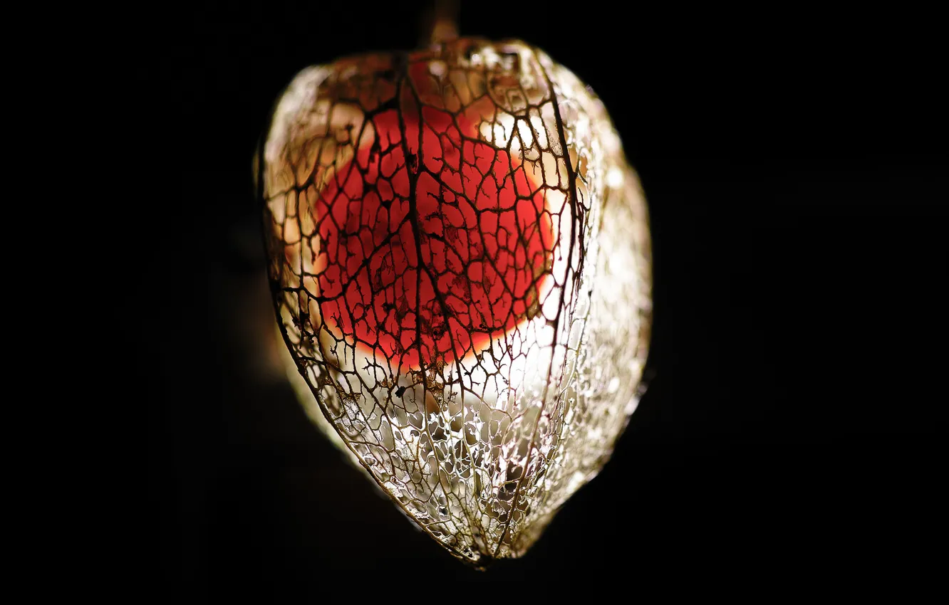 Photo wallpaper macro, flowers, nature