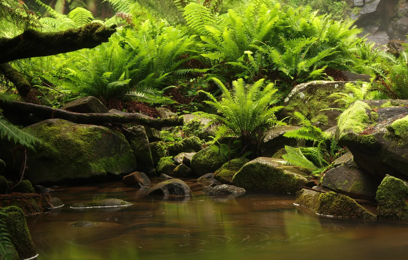Photo wallpaper green, jungle, wood, water, stones, plant