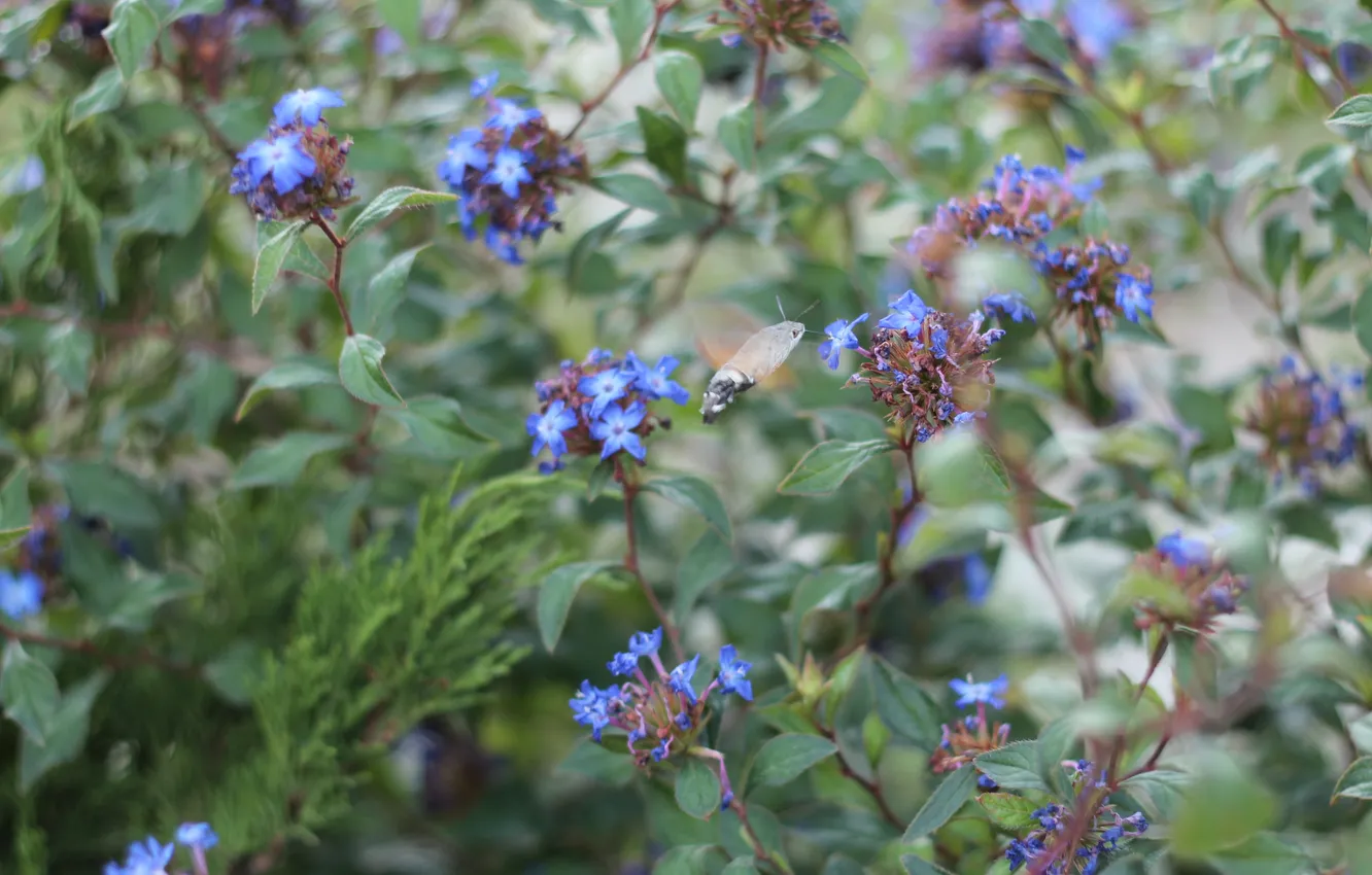 Photo wallpaper macro, pollination, flora