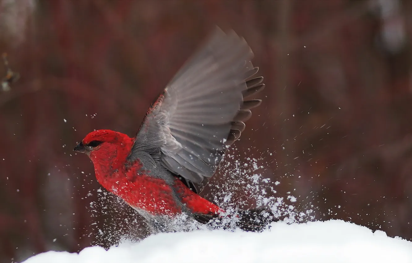 Photo wallpaper snow, nature, bird