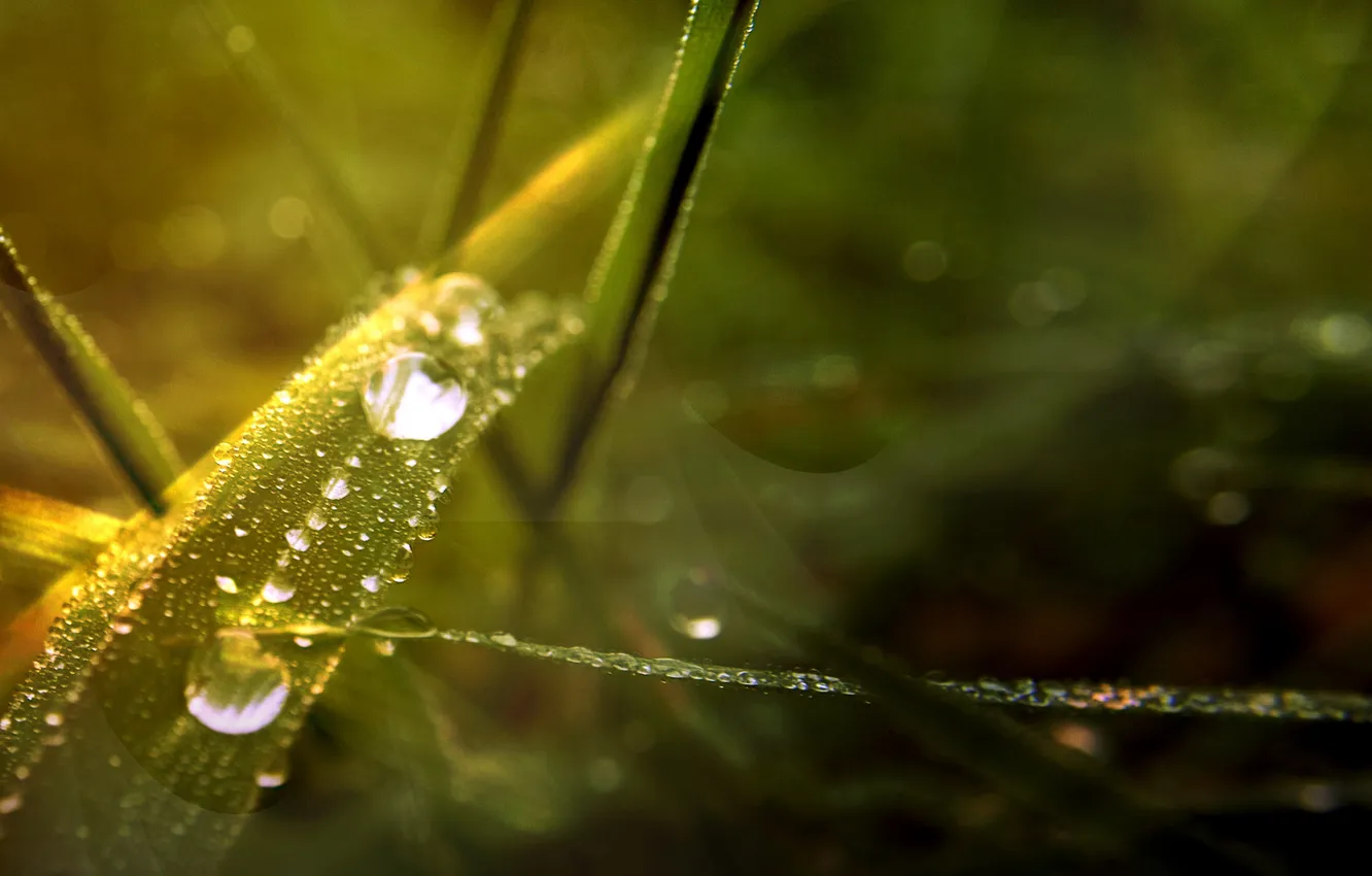 Photo wallpaper greens, droplets, Rosa, a blade of grass