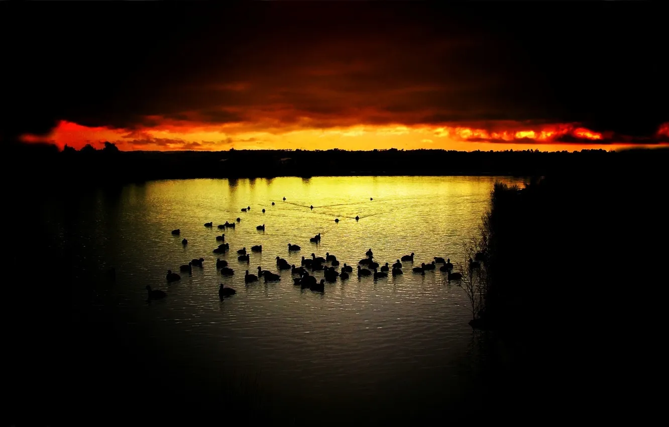 Photo wallpaper HORIZON, The SKY, CLOUDS, SUNSET, PACK, BIRDS, POND, LAKE