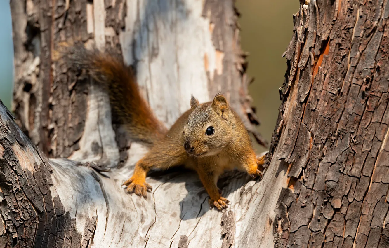 Photo wallpaper look, light, trees, pose, legs, protein, muzzle, bark