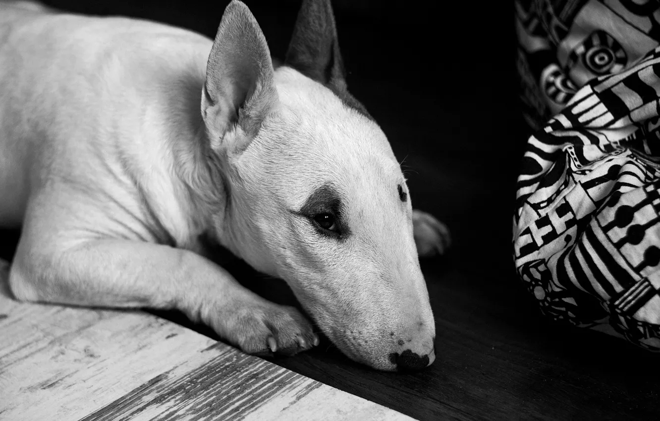 Photo wallpaper dog, animal, black and white, floor, creature, lying, b/w, beast