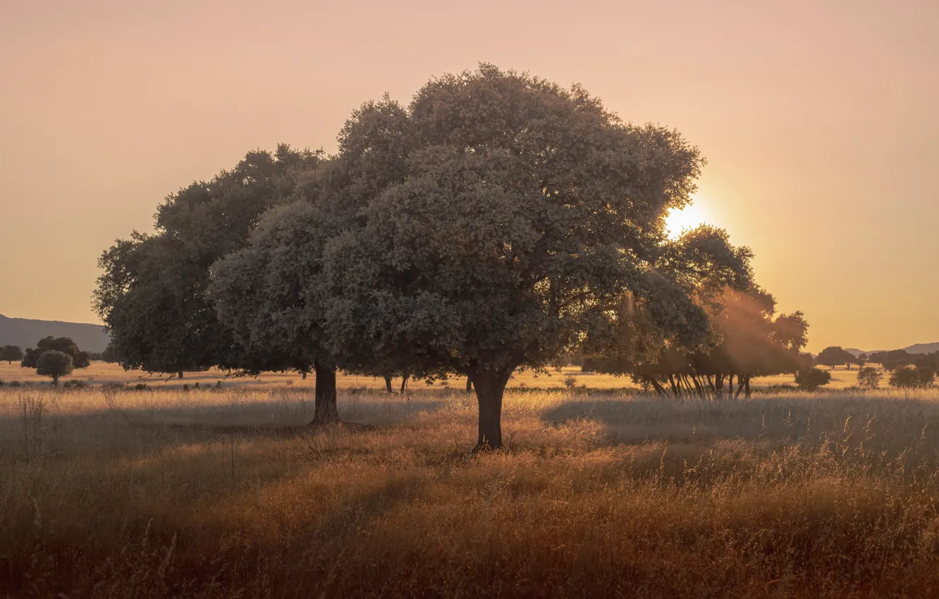 Photo wallpaper field, grass, the sun, trees, crown