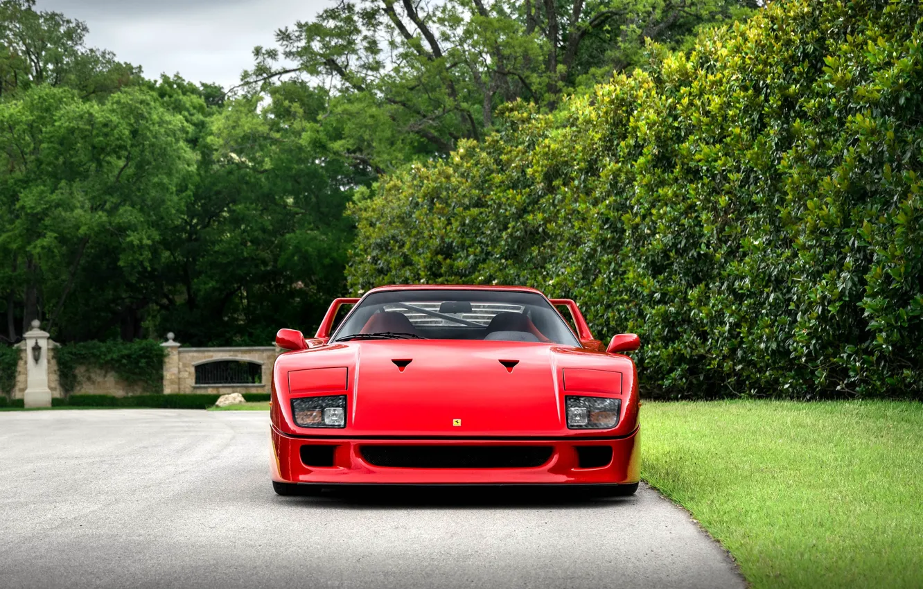 Photo wallpaper F40, Trees, Front view