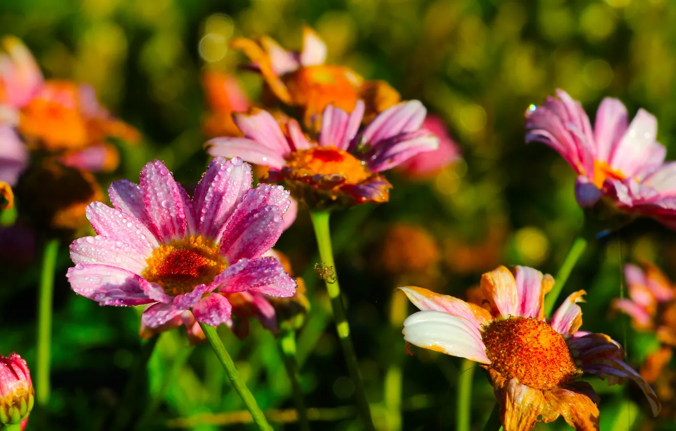 Photo wallpaper flower, garden, blooming