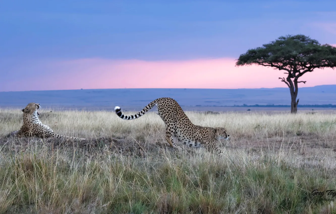 Photo wallpaper field, the sky, grass, trees, pose, morning, Cheetah, Savannah