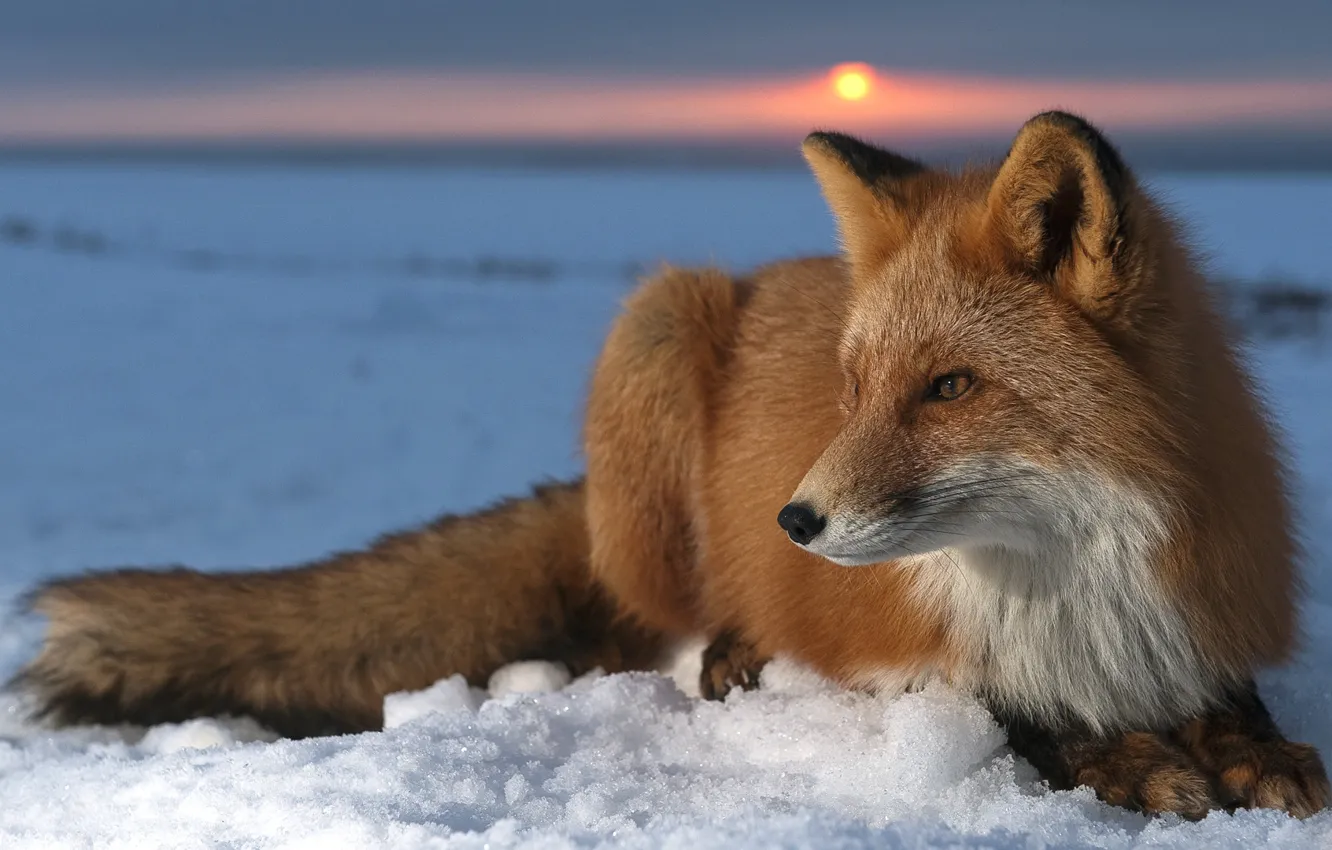 Photo wallpaper the sun, snow, sunset, muzzle, Fox, skin, fur, Fox