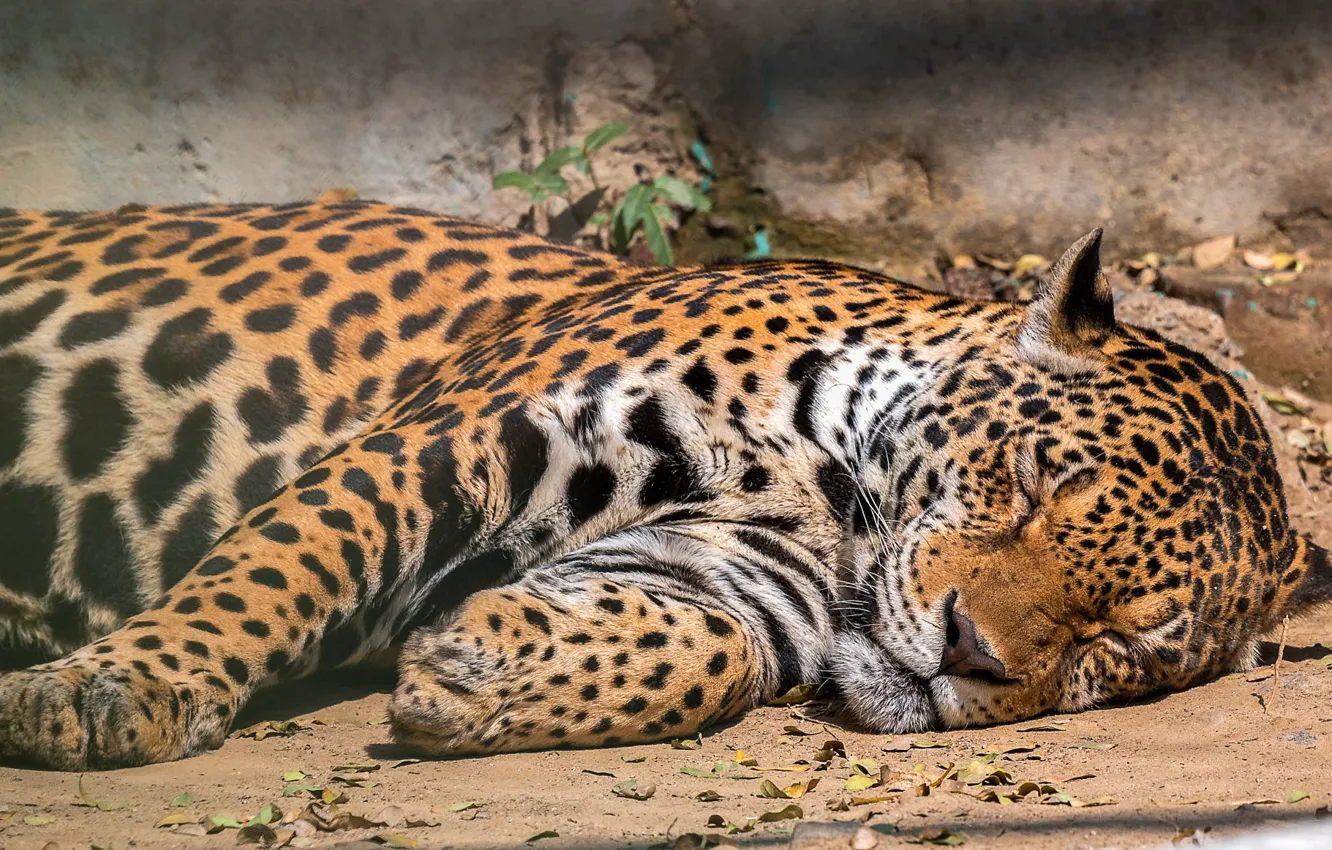 Photo wallpaper stay, sleep, sleeping, lies, Jaguar