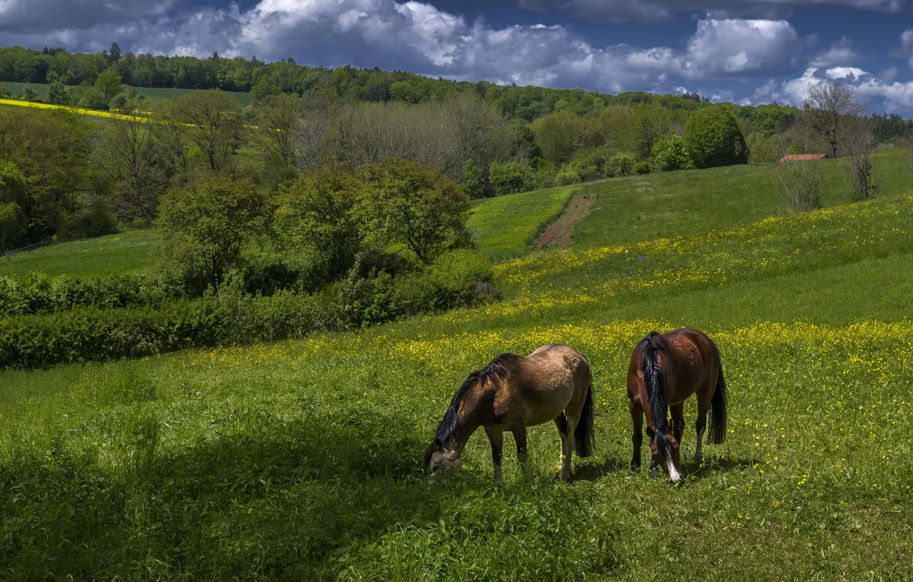 Photo wallpaper summer, nature, horse, horse, pair, grazing, two knights