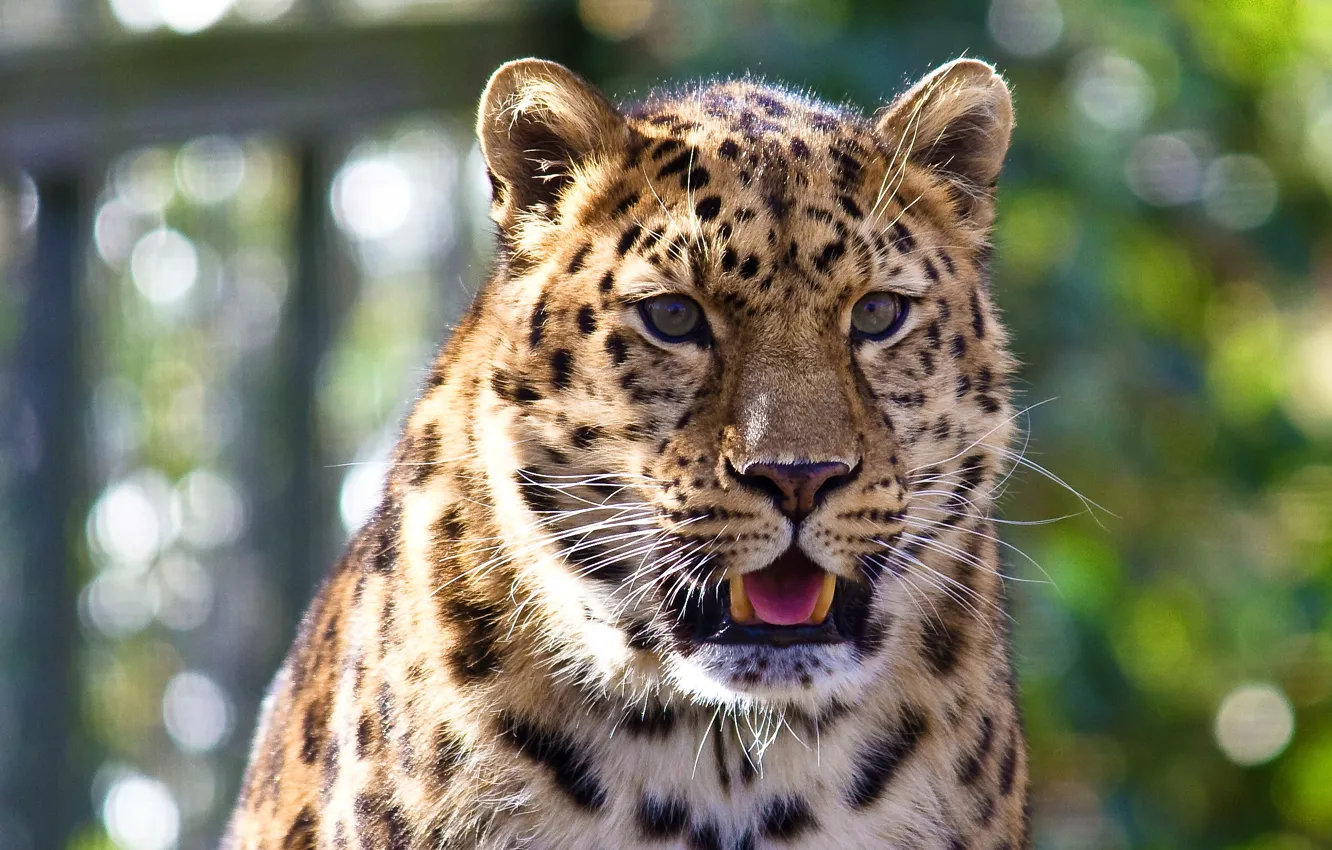 Photo wallpaper language, mustache, look, face, leopard