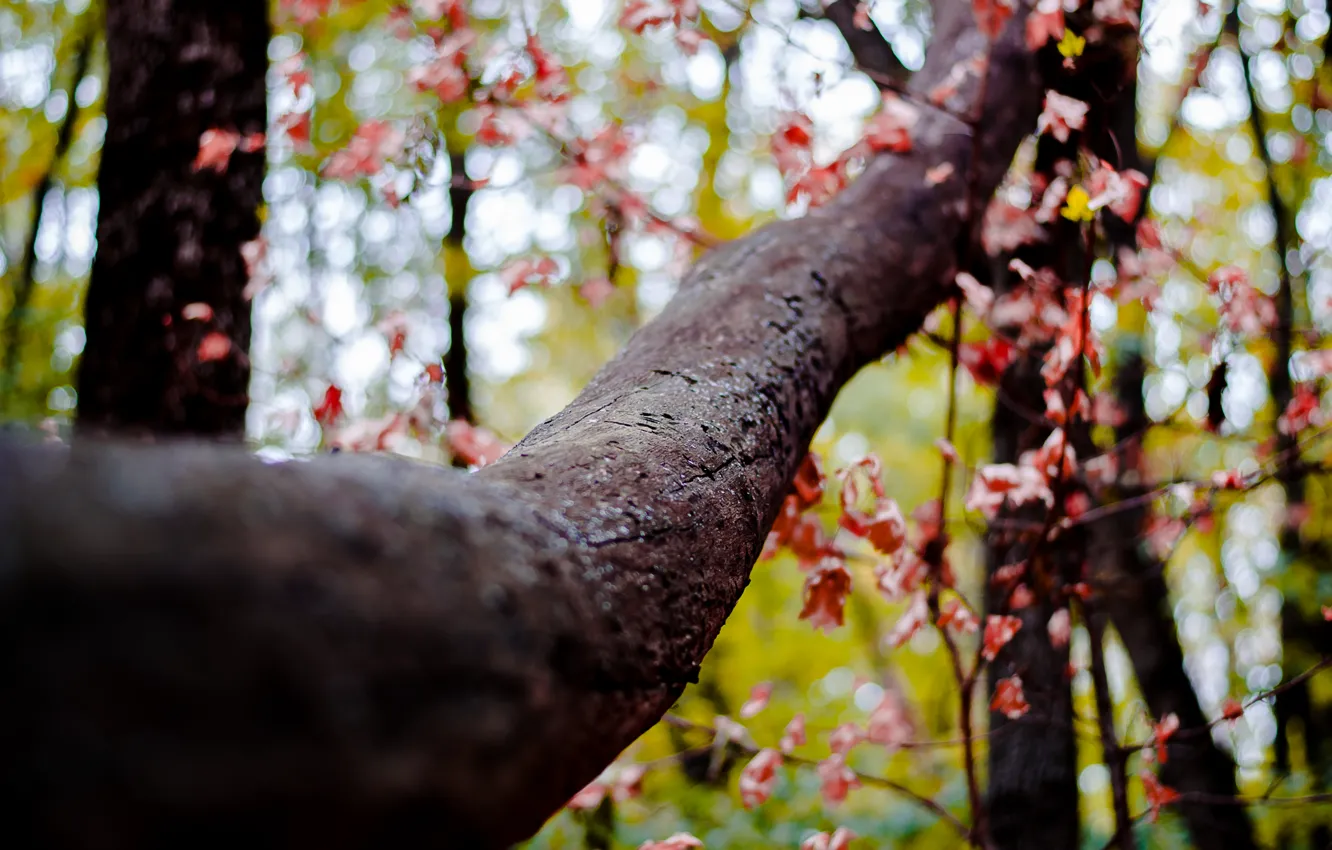 Photo wallpaper autumn, forest, tree