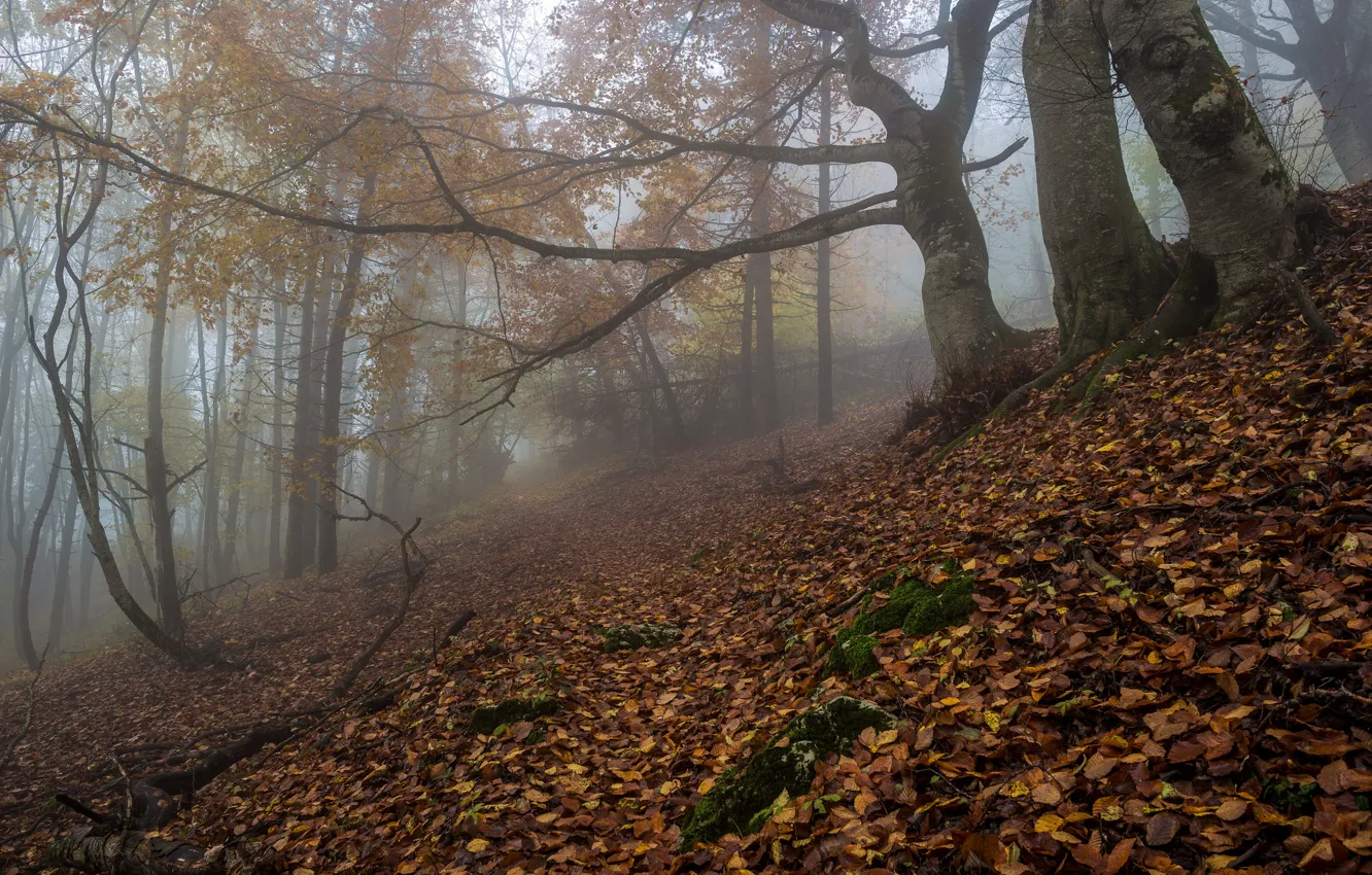 Photo wallpaper autumn, forest, nature, fog