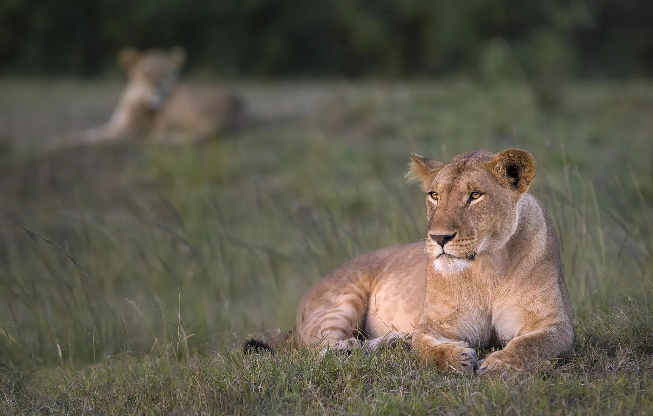 Photo wallpaper field, grass, look, stay, lies, lioness