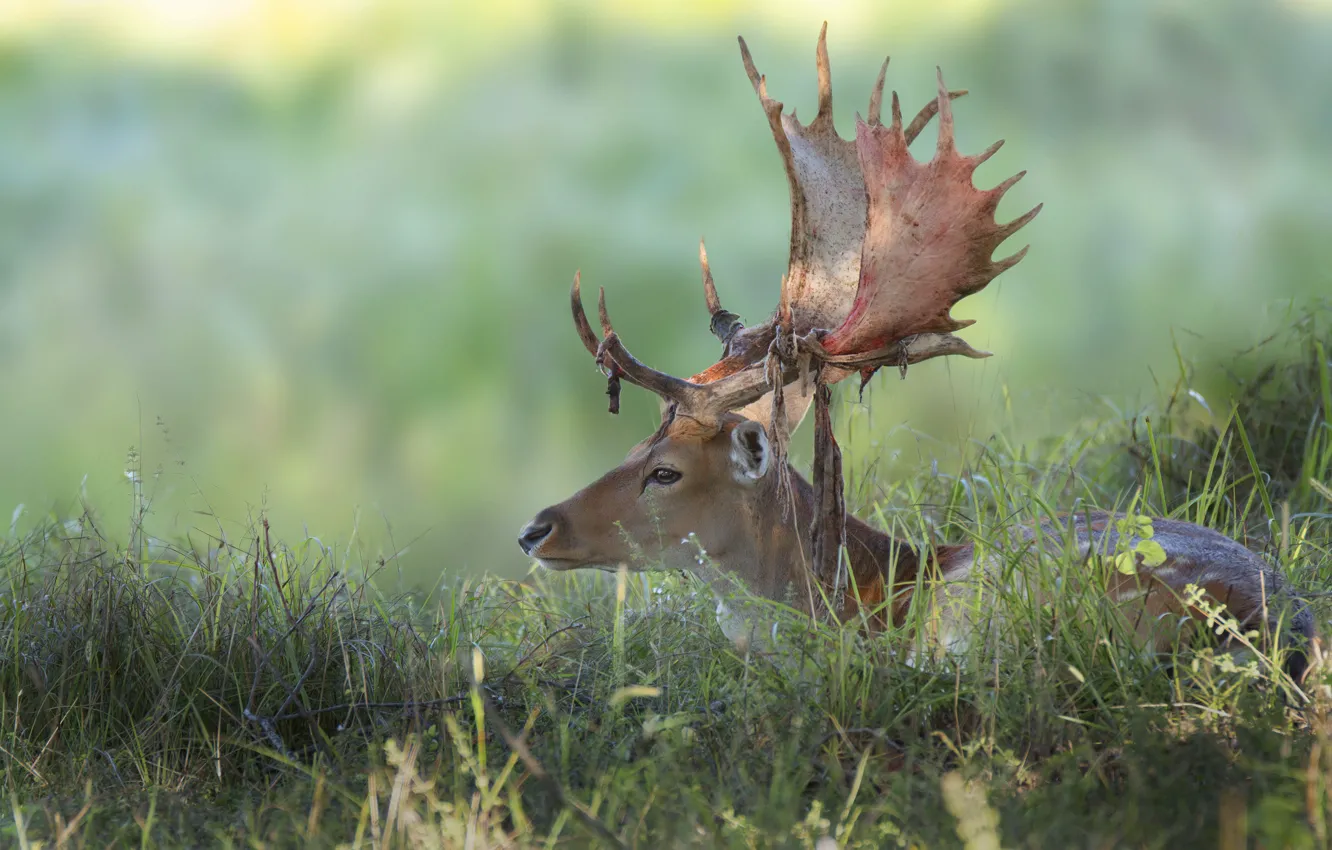 Photo wallpaper grass, face, deer, lies, horns, profile