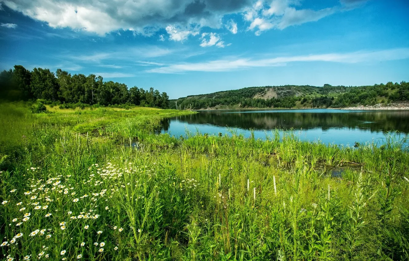 Photo wallpaper field, forest, the sky, grass, clouds, trees, landscape, flowers