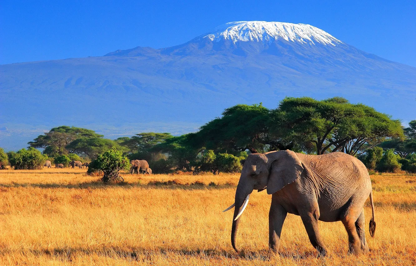 Photo wallpaper mountains, elephant, Savannah