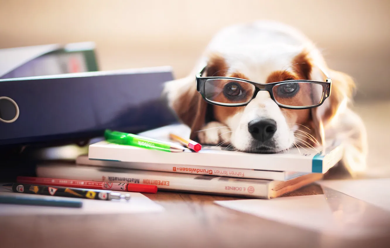 Photo wallpaper each, dog, glasses