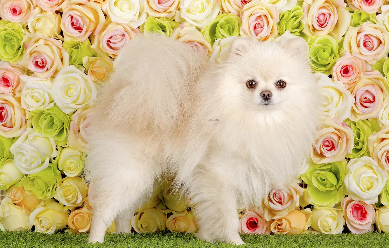 Photo wallpaper flowers, background, Dog, puppy