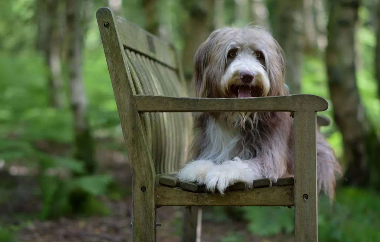 Photo wallpaper look, each, dog