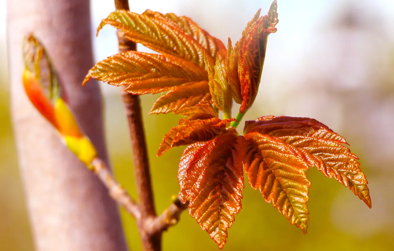 Photo wallpaper spring, leaf, twig